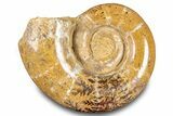 Jurassic Ammonite (Hemilytoceras) Fossil - Madagascar #283469-1